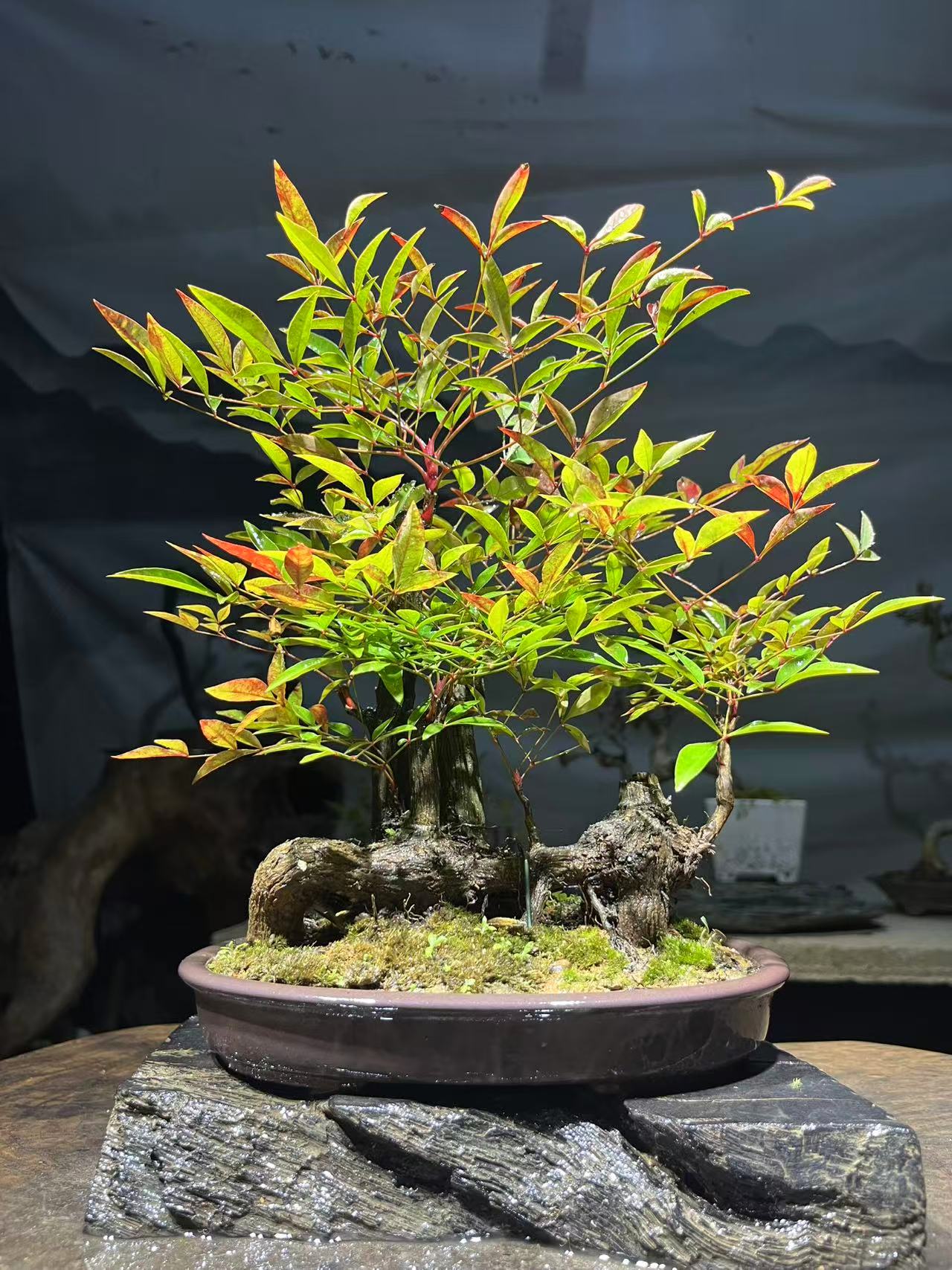 南天竹盆景 一物一拍价高质带走