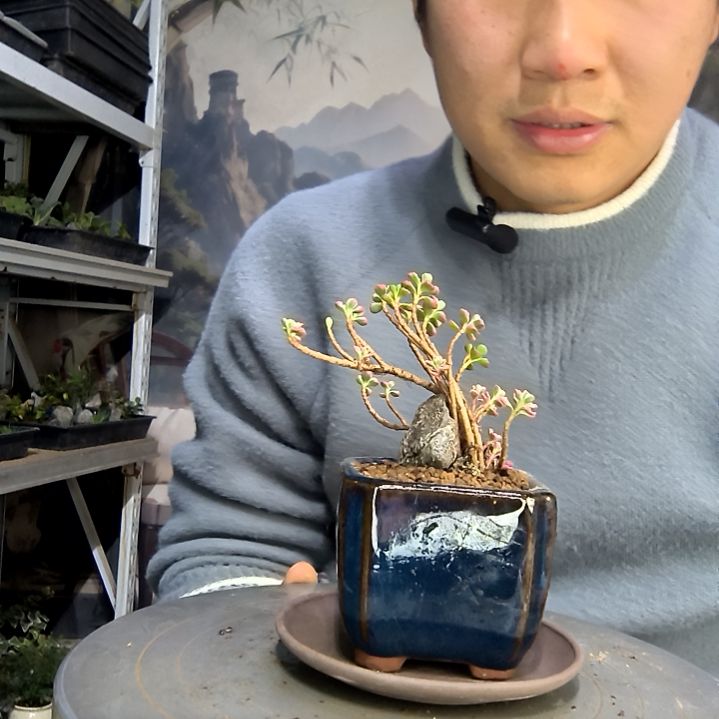 海***蓉中青园艺一物一拍花44