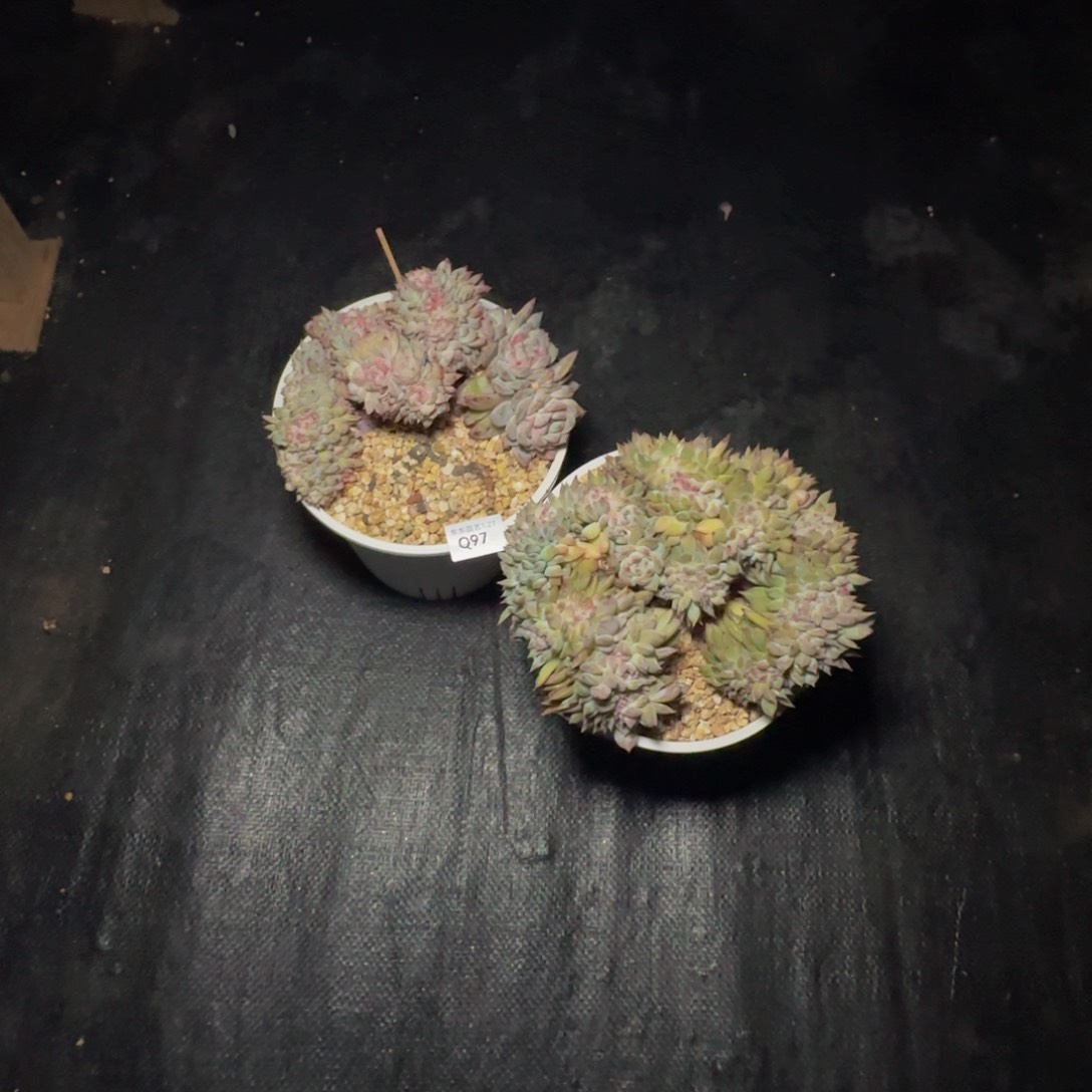 橘****笑q 97两颗冰魄缀化