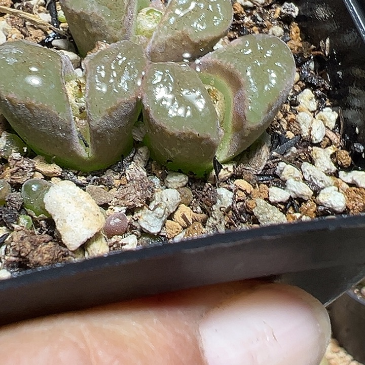 213号磁铁风铃风铃多肉植物