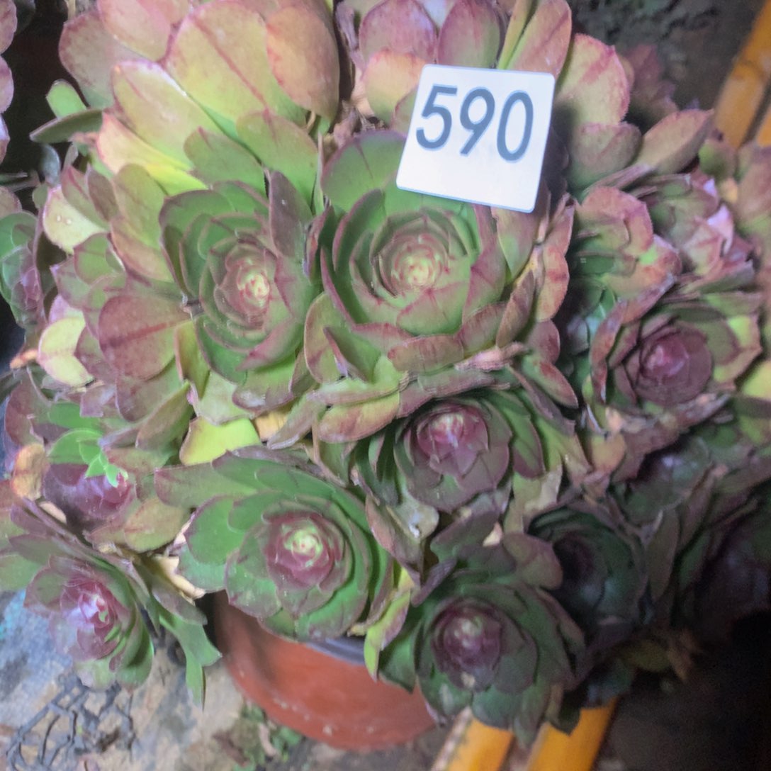 590万圣节多肉植物