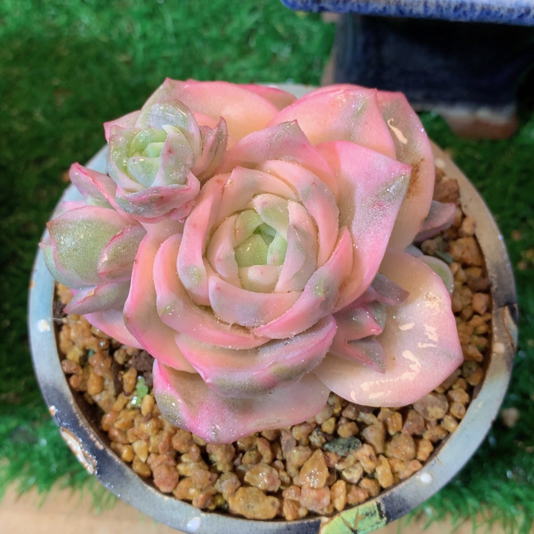 可爱玫瑰彩锦8 公分一物一拍