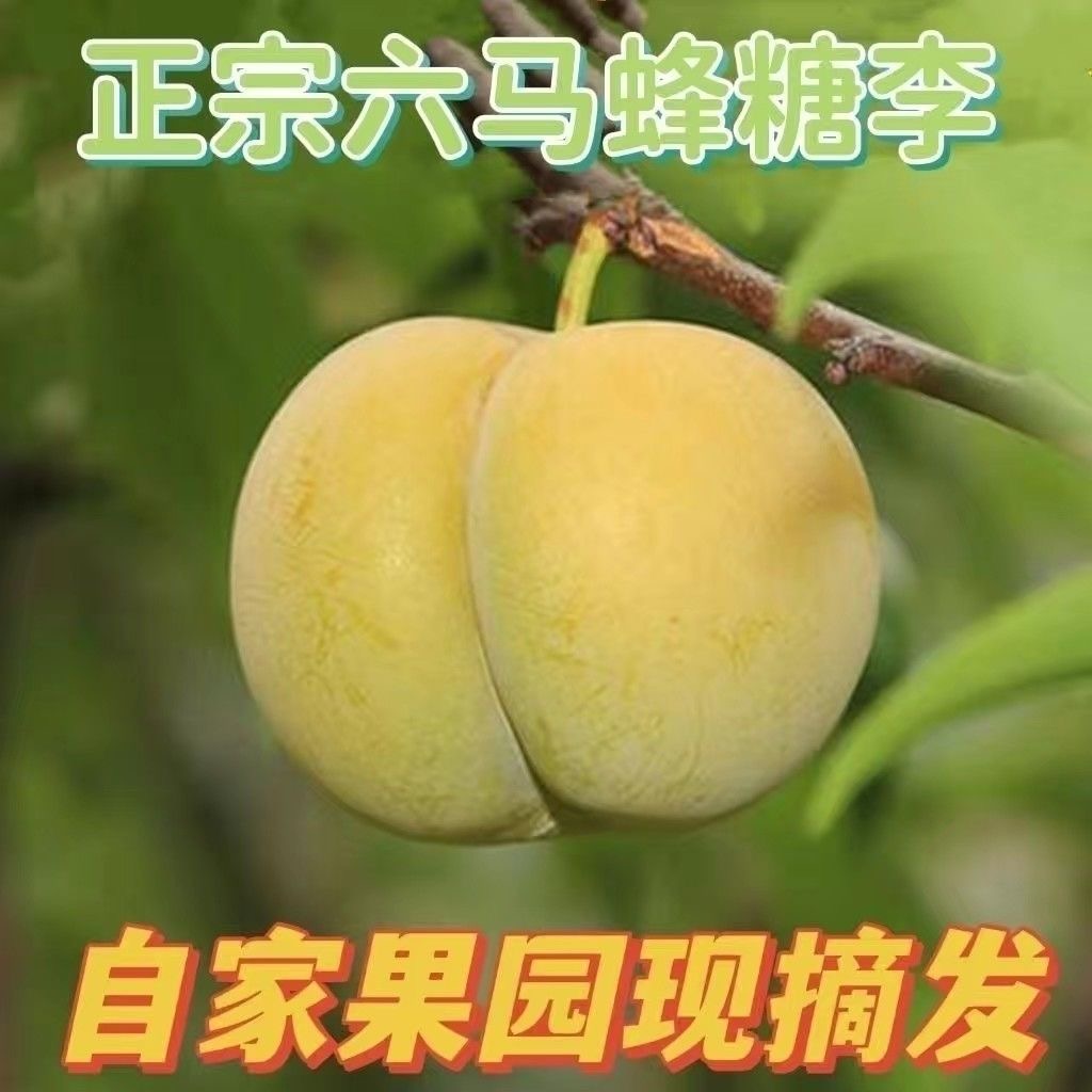正宗贵州六马蜂糖李现摘现应季水果脆甜多汁