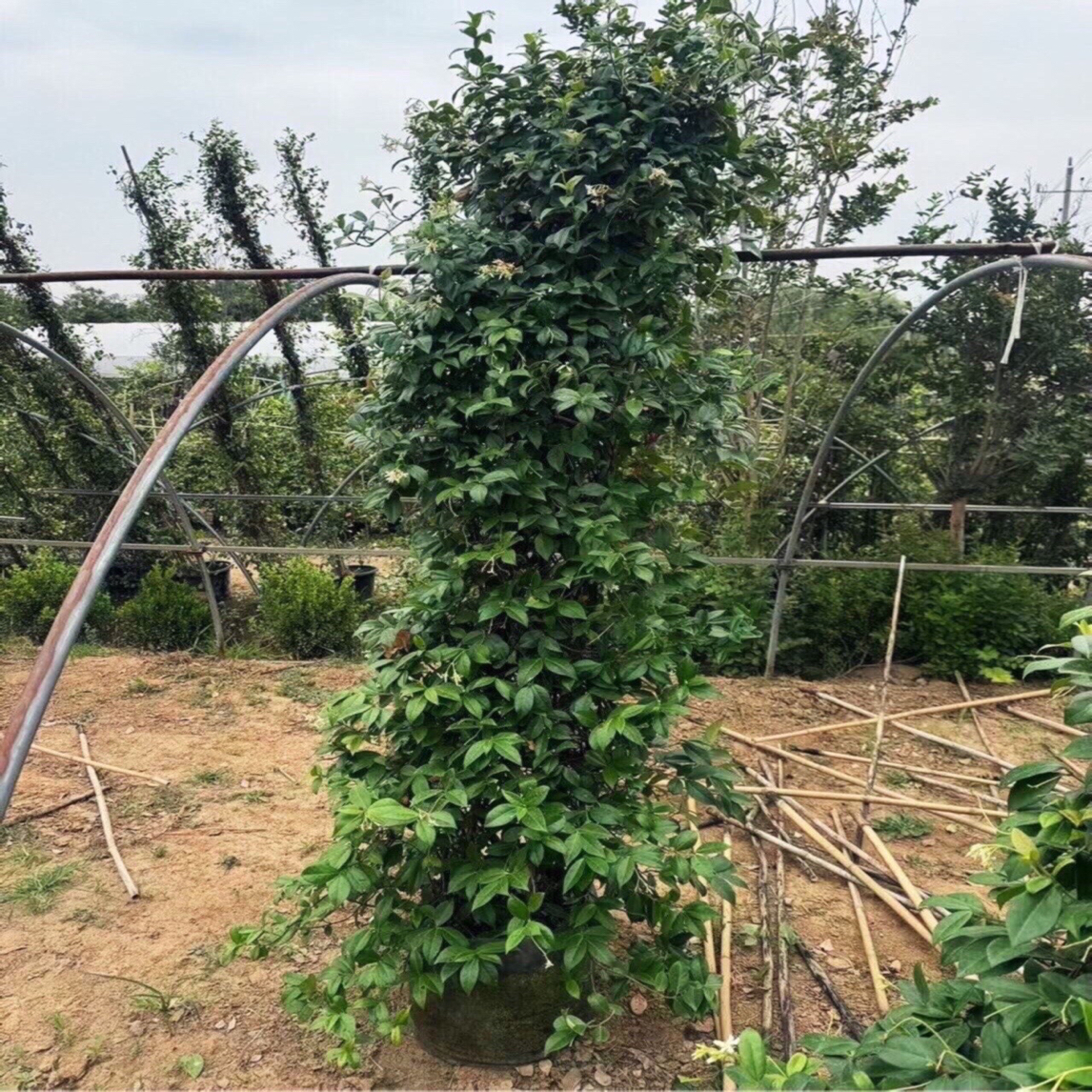 风车茉莉爬藤植物盆栽络石藤蔓垂丝花卉室外阳台庭院四季开花绿植