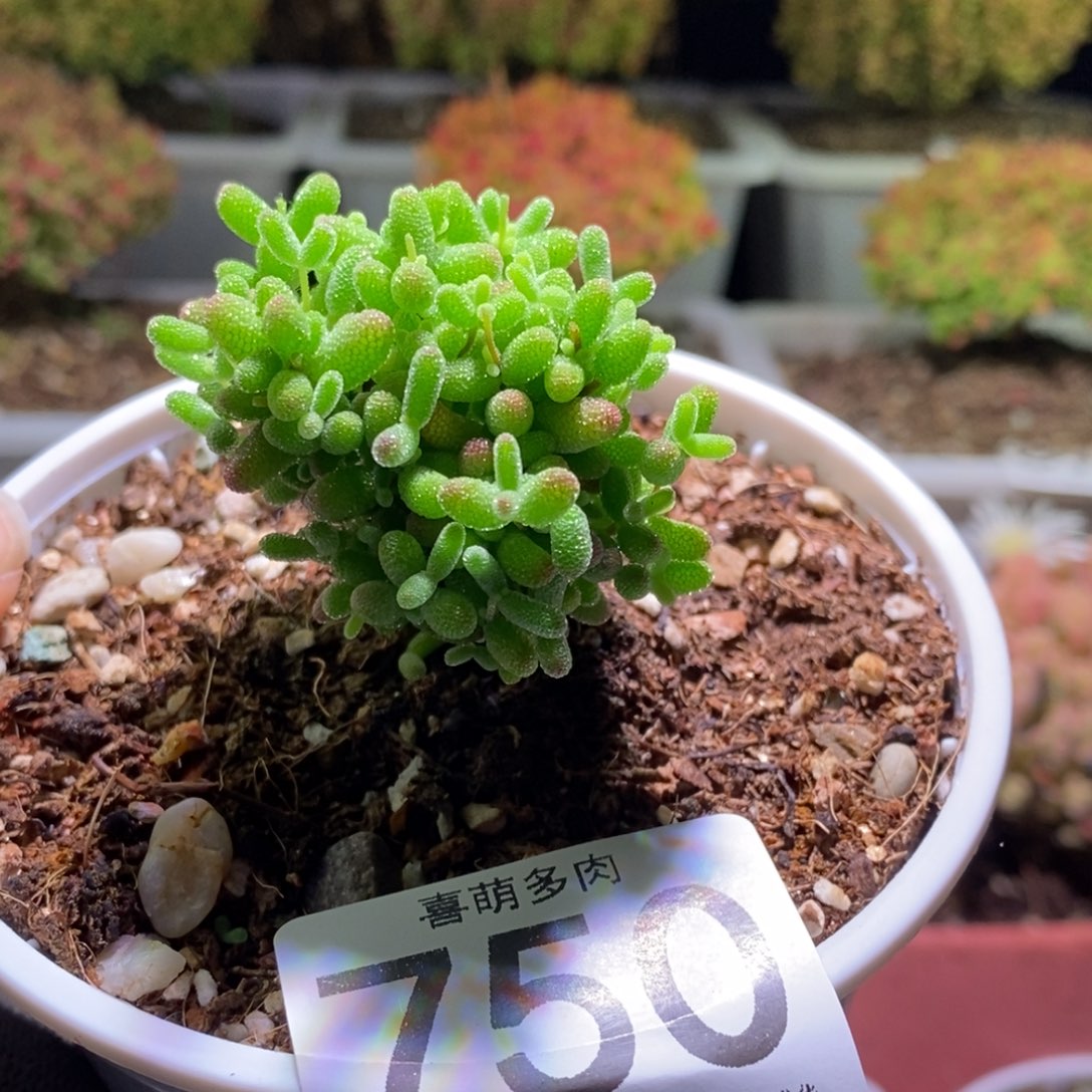 蜜桔糖球枝干番杏750