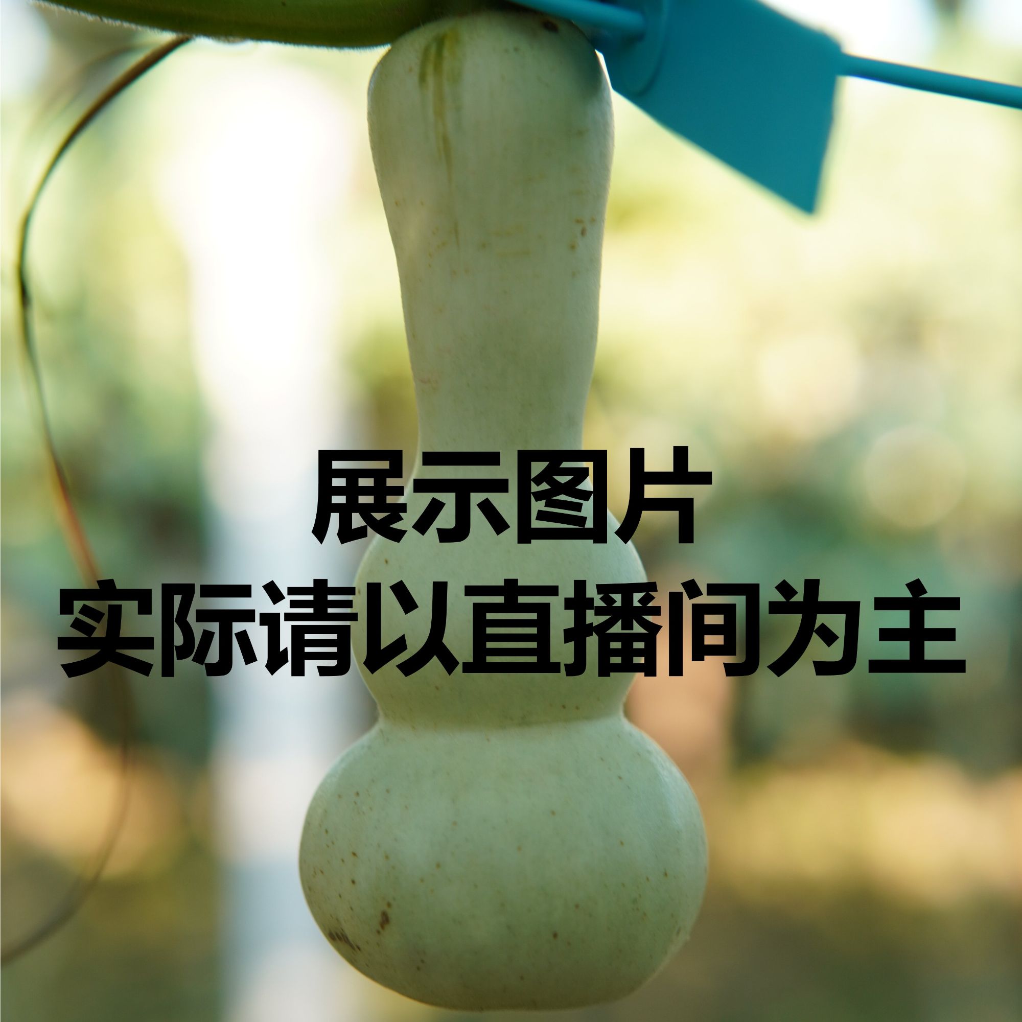 精品葫芦粗嘴八宝青皮
