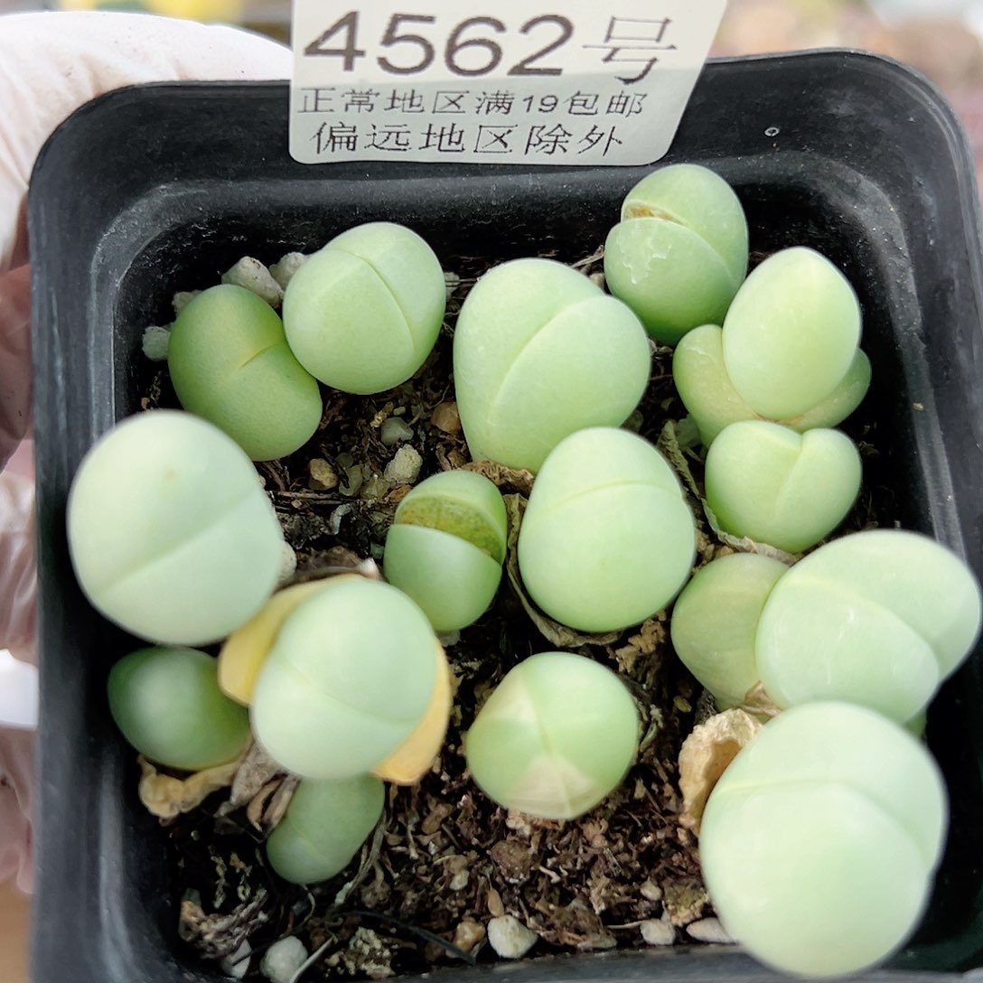 4562 好养易活生石花大母本