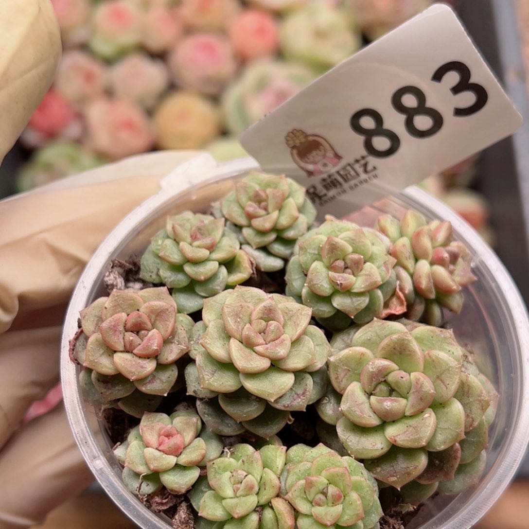 多肉植物多肉植物