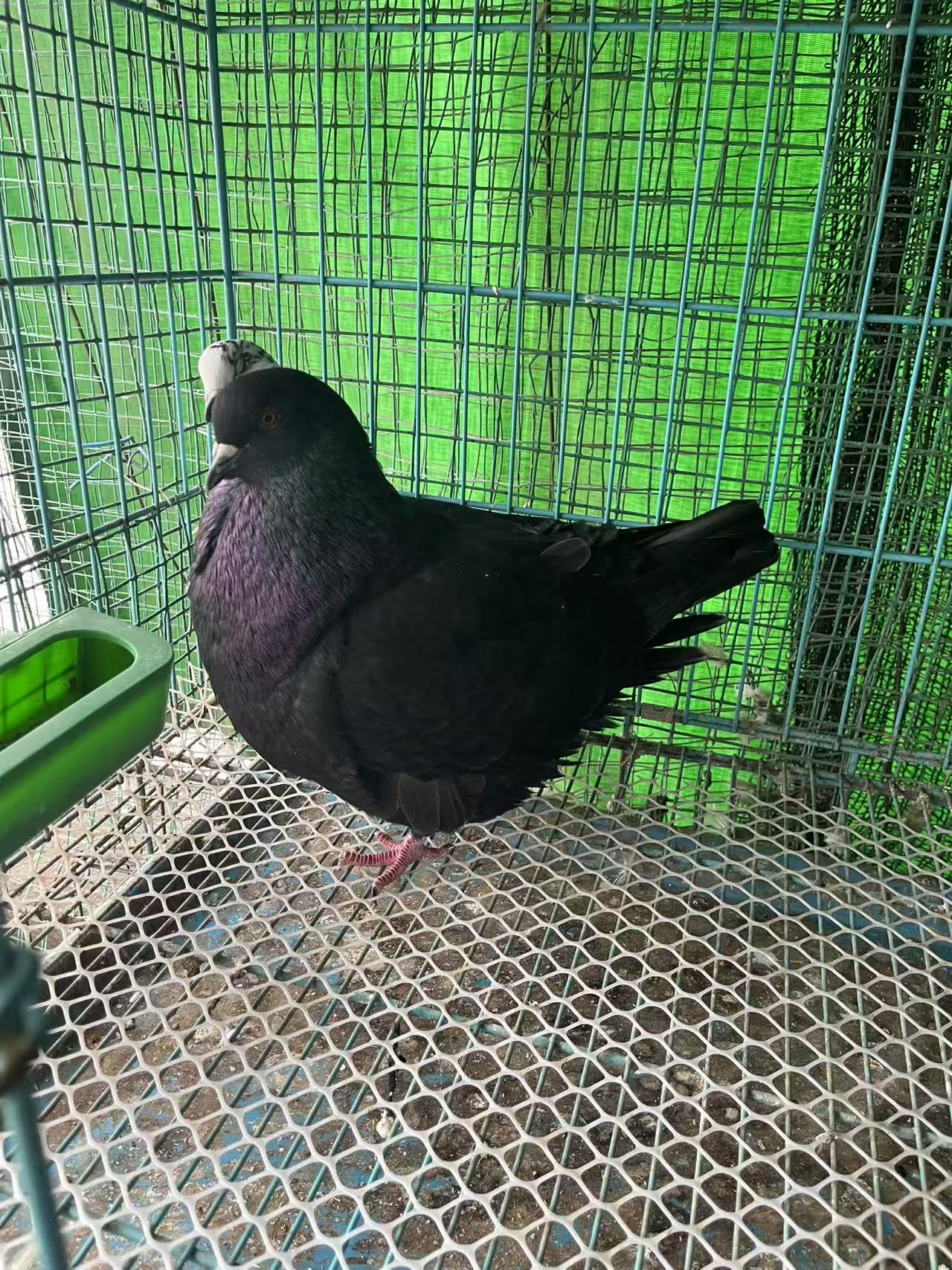 正宗大体元宝鸽观赏鸽信鸽肉用兼备的优质鸽子