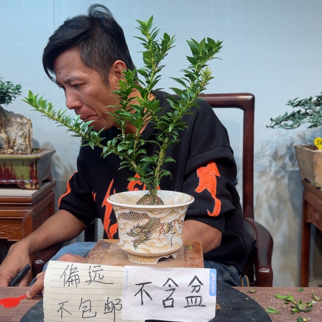 当前无花朵，栽培后可花朵7****0