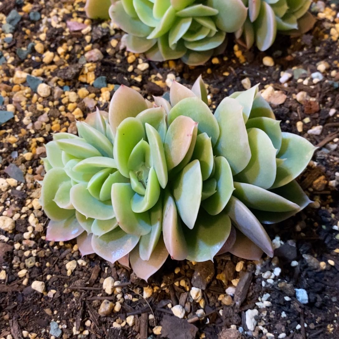 水**成多肉心娜塔，123456789225