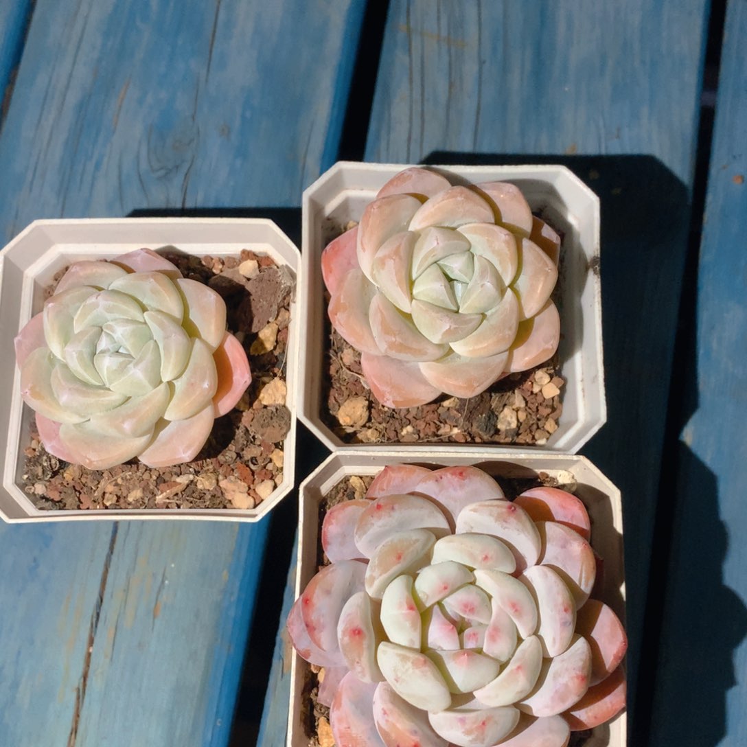 精品多肉一物一拍