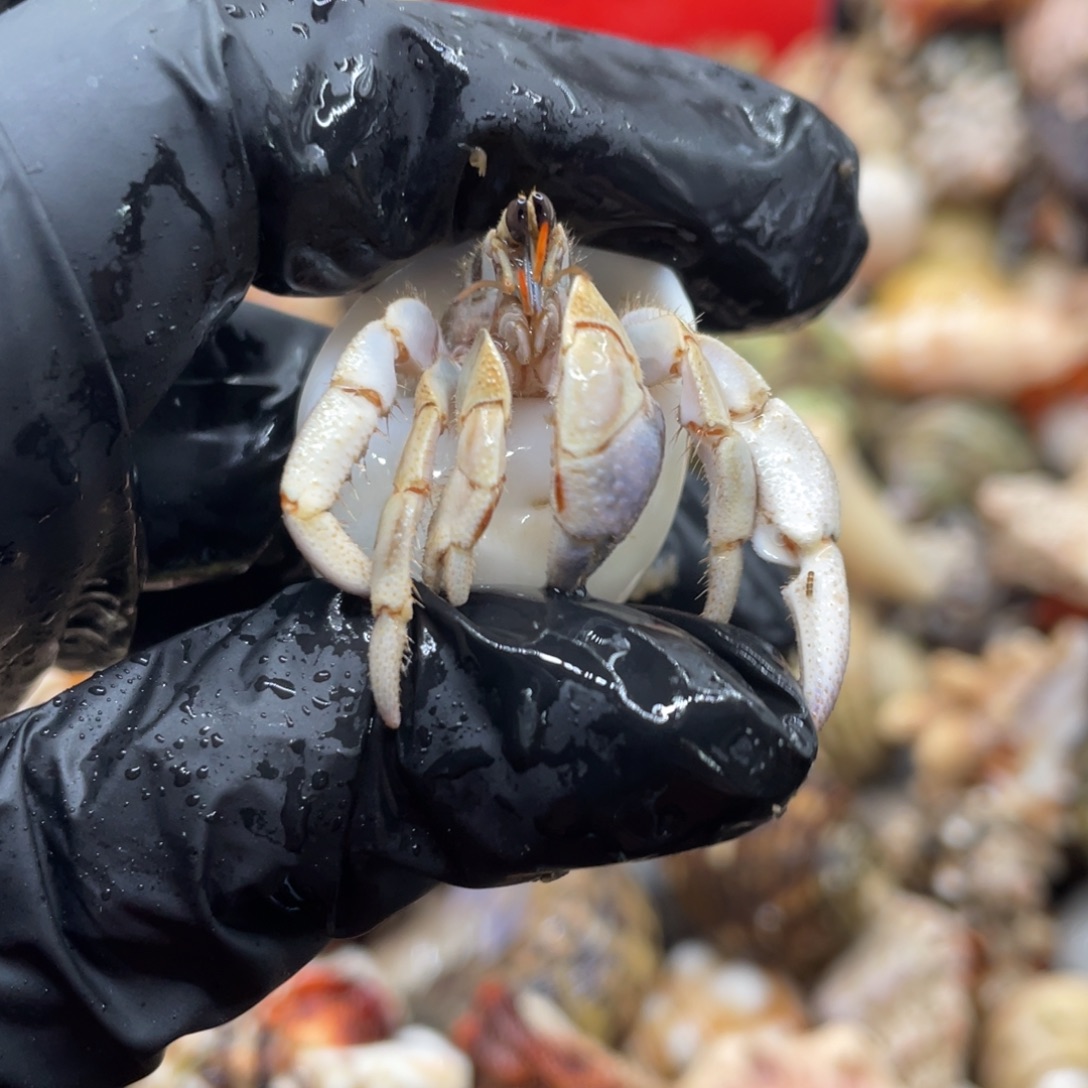 不退不换谢谢支持20