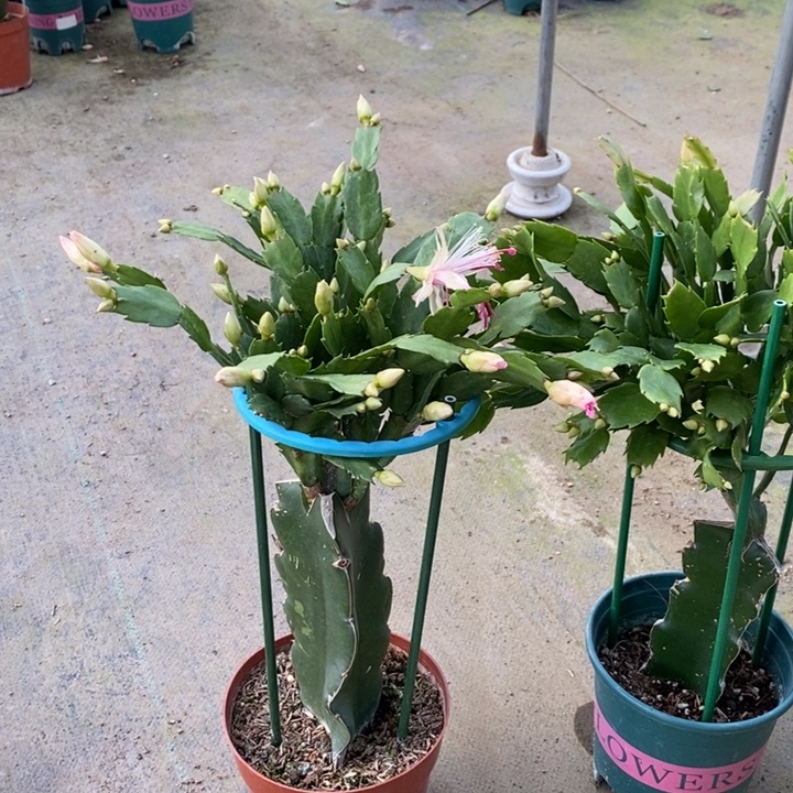 当前无花栽培后可以开花曾*学563嫁接雅思