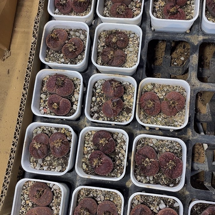 双头老生石花带盆土发