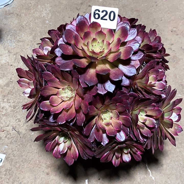 法师植物一物一拍620