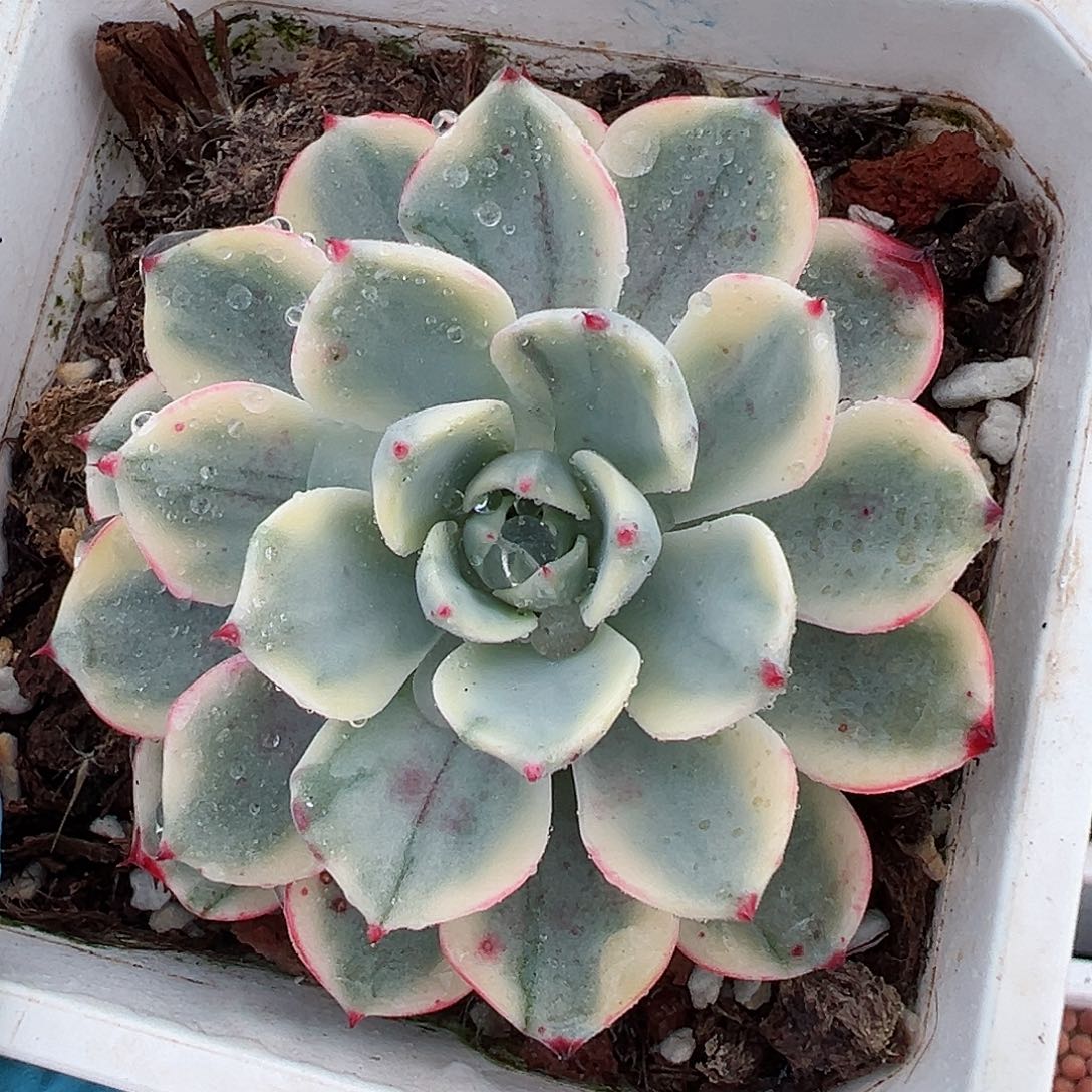 娜娜小勾锦，覆轮锦