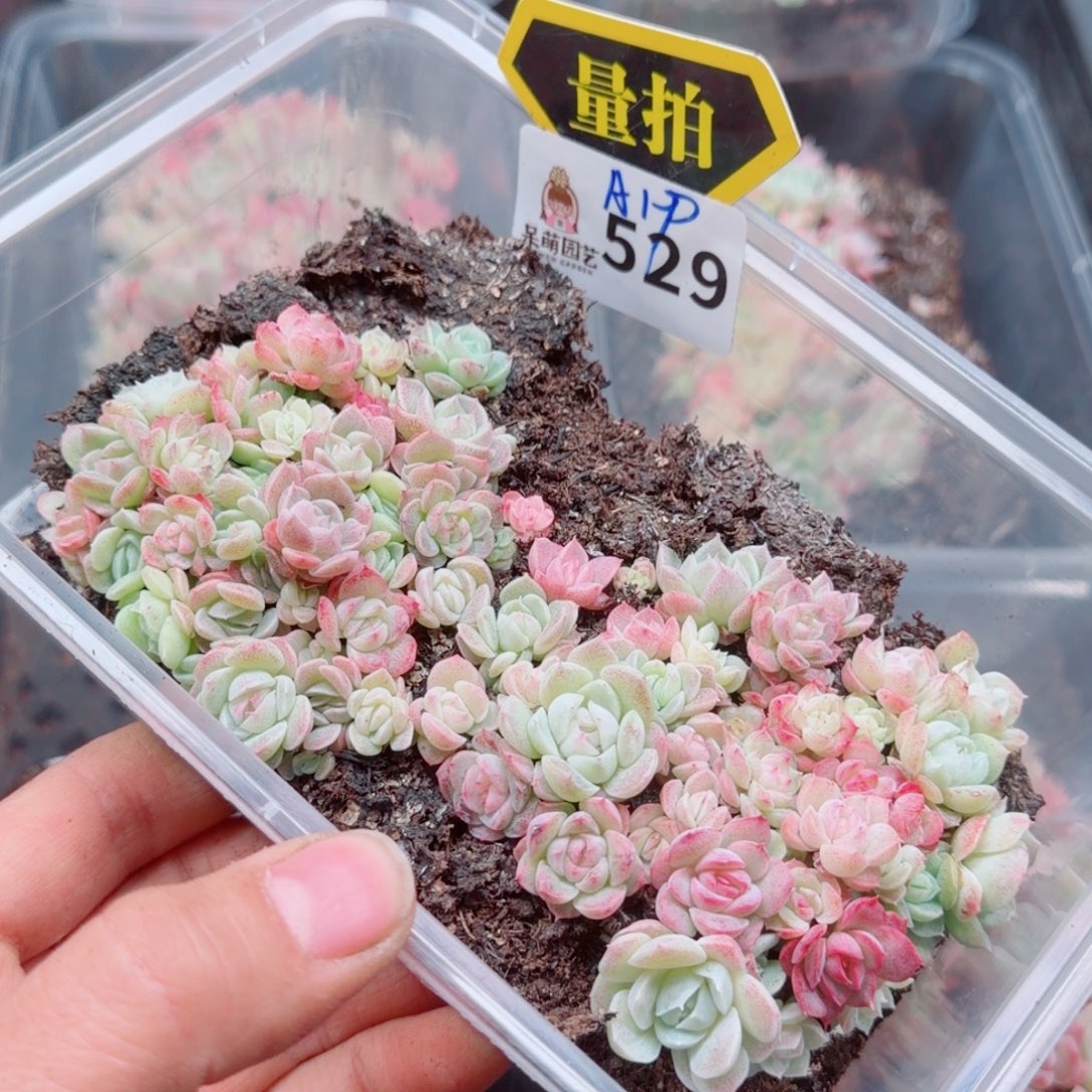 多肉植物多肉植物