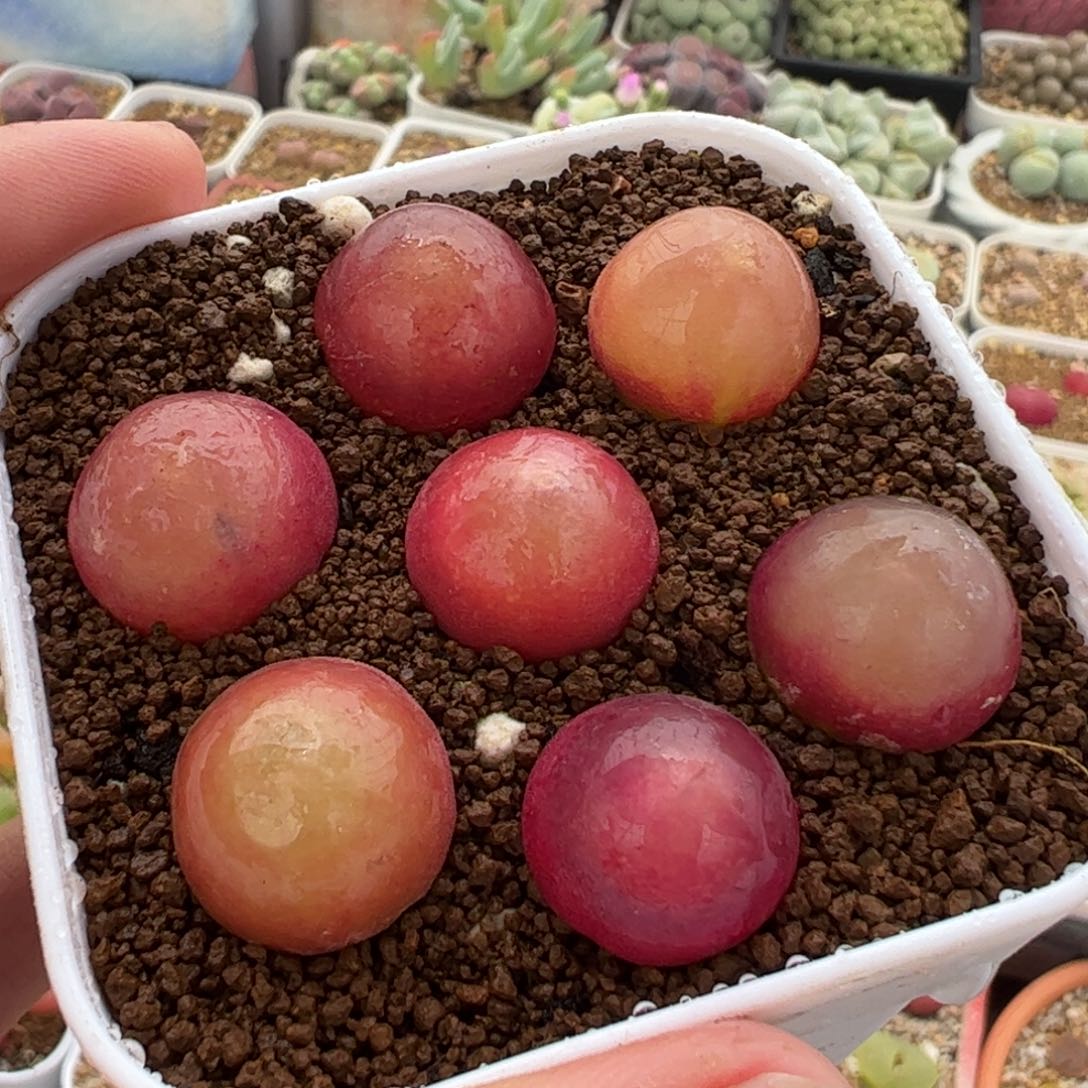 452多肉植物组合