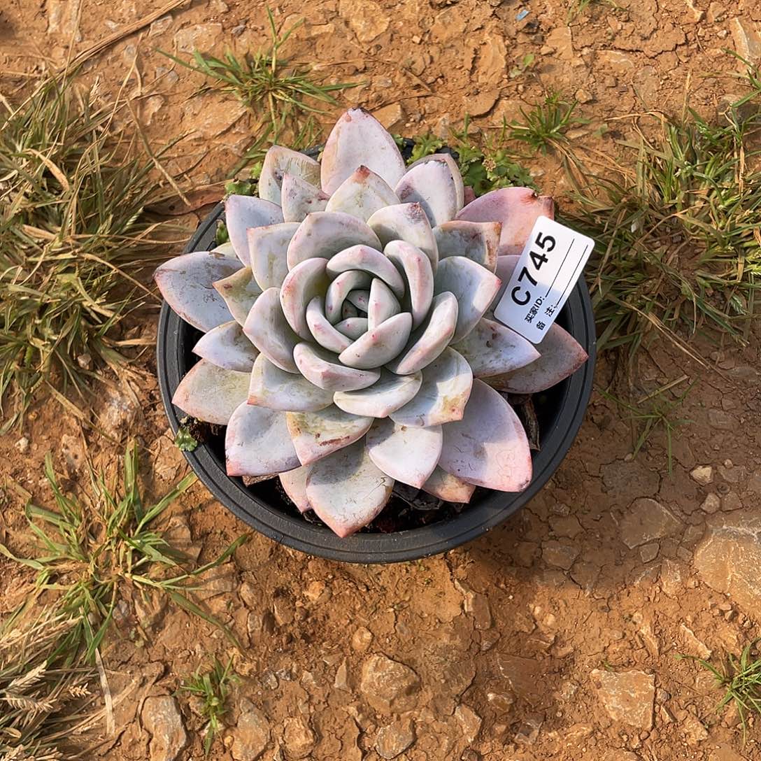 若如东云单拍C745