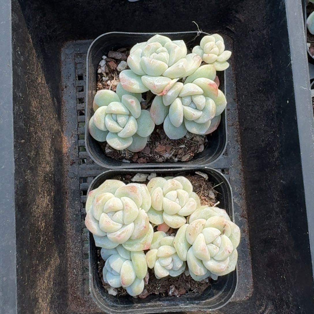 122 号到手1框江北多肉