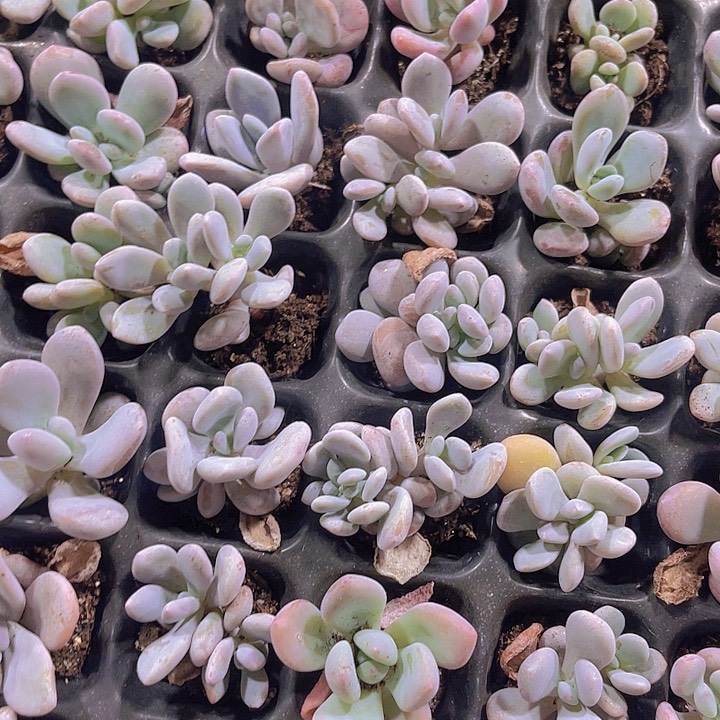 精品粉兔多肉植物