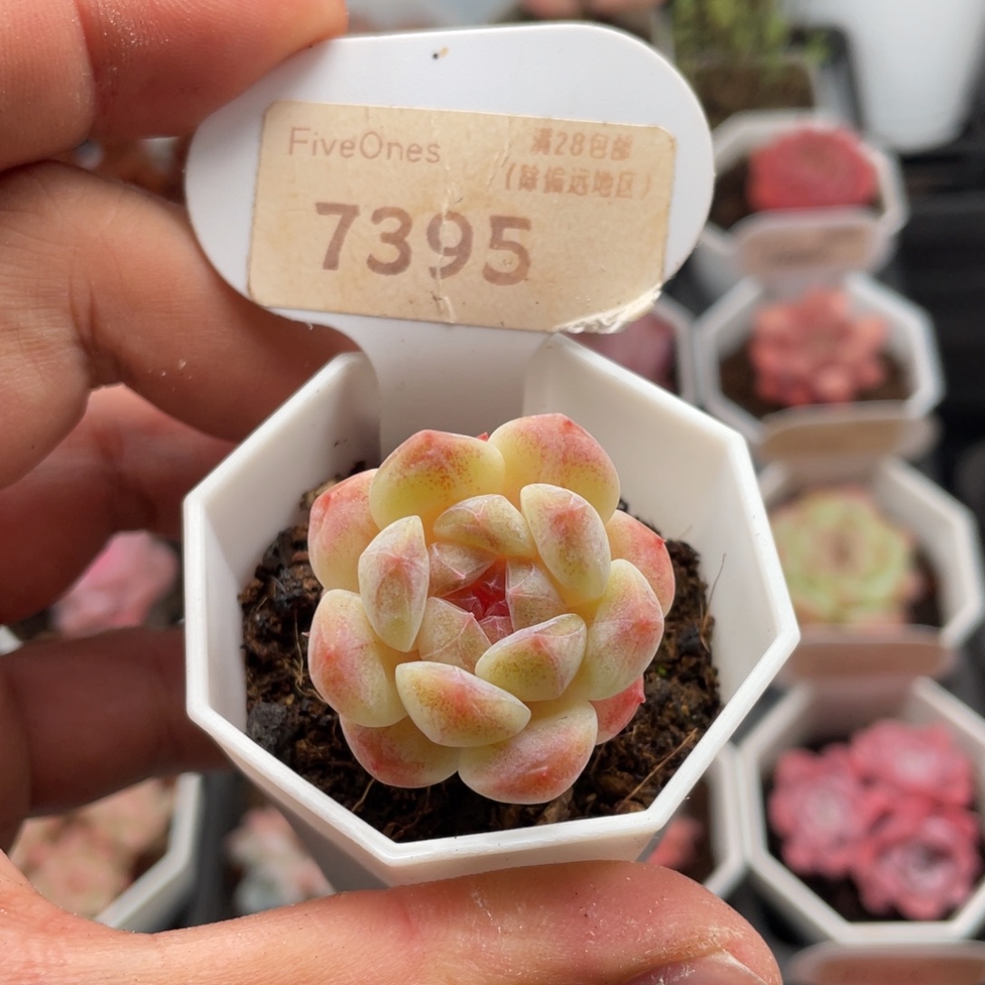 冰魄7395-3.0厘米