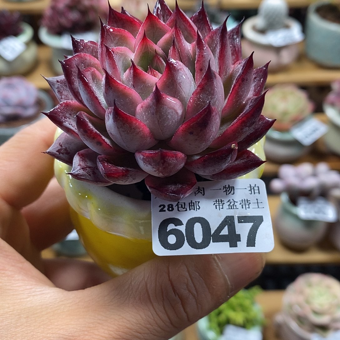 精控多肉植物6047