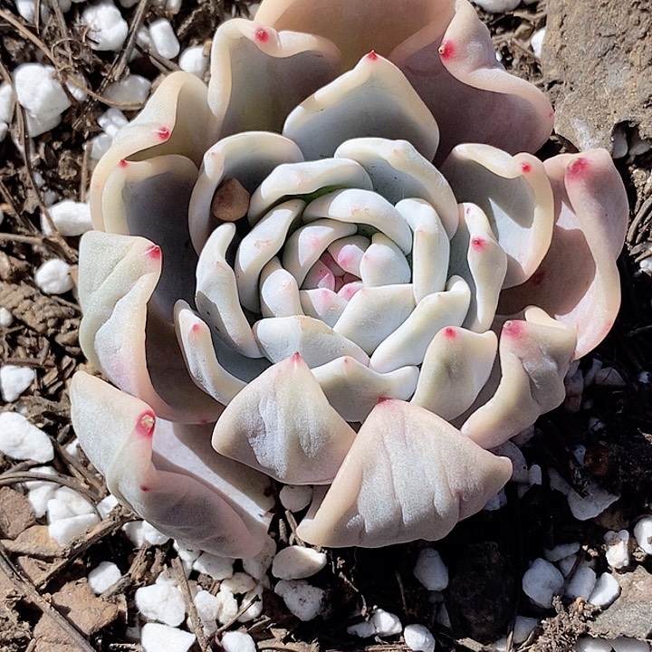 橙梦露一物一拍，