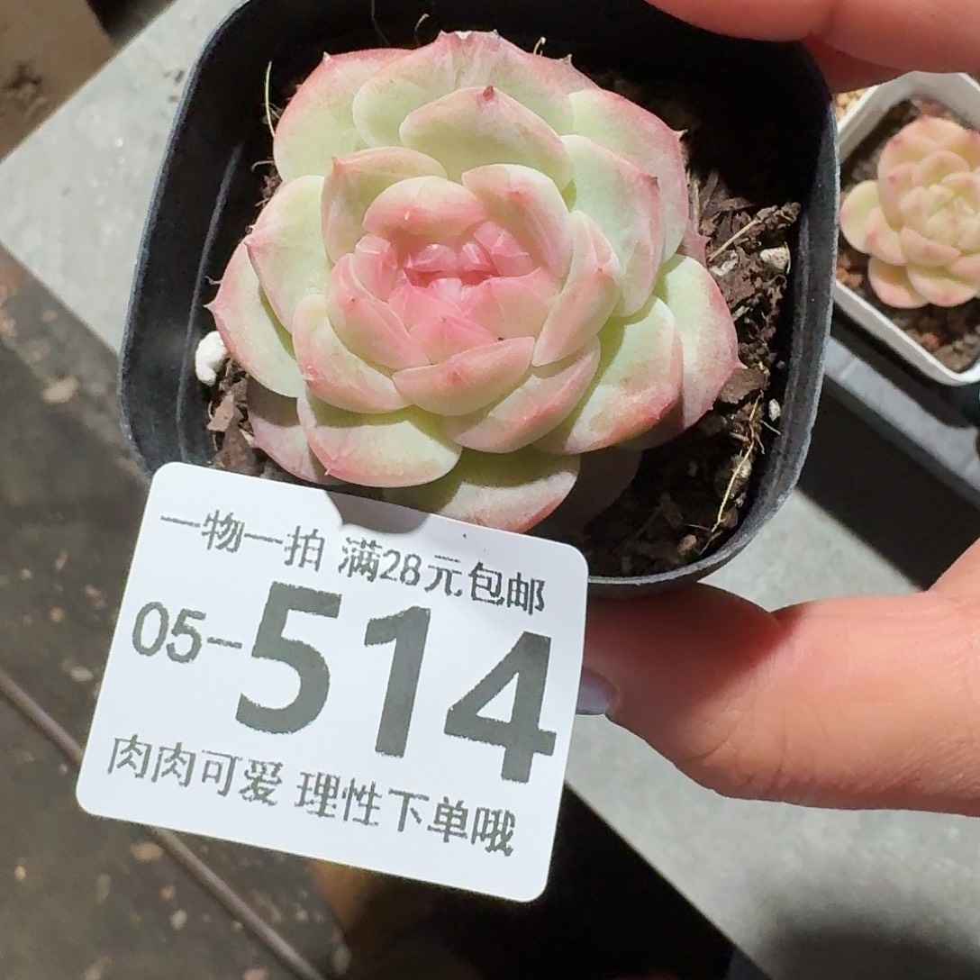 蜜桃釉无盆土发货无盆