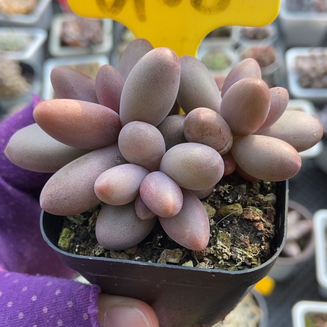 6108糖果美人多肉植物