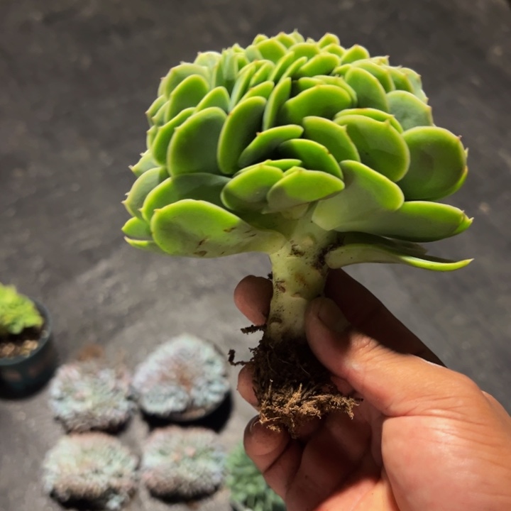 星纳塔鸡腿缀化13公分