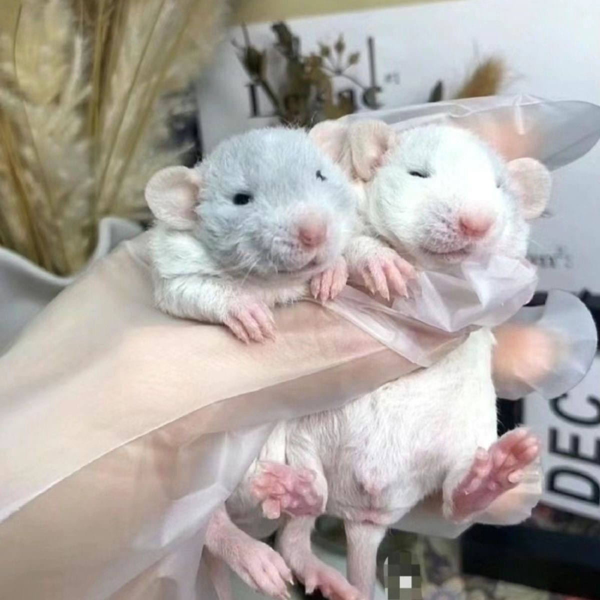 家养花枝鼠幼崽宠物亲人开箱视频发出不支持退款