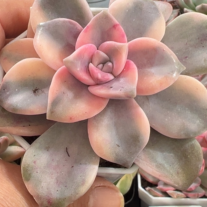 紫了锦多肉植物量拍