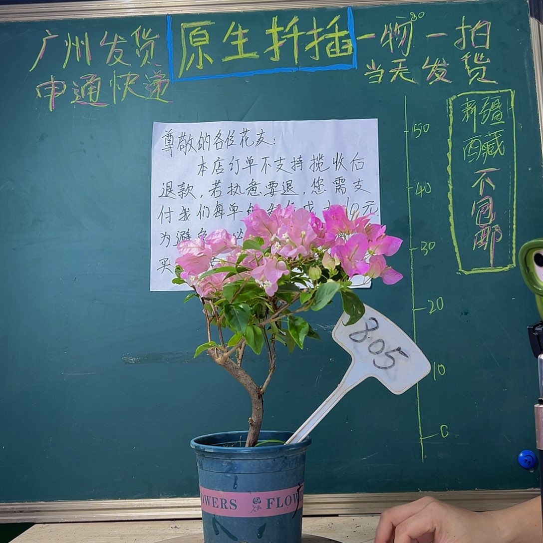 当前无花栽培后可以开花 造型杆 广红樱 805