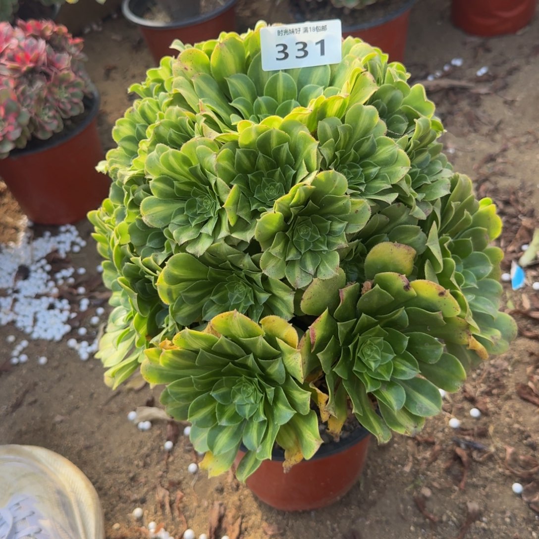 331翡翠琉璃。多肉植物