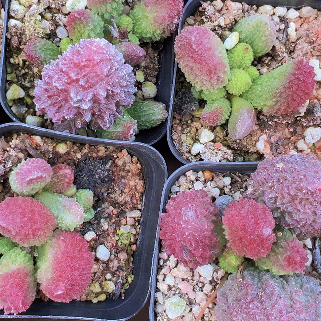 朱子玉19包邮多肉