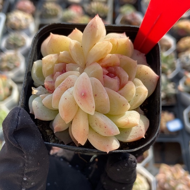 722梦幻泡影多肉植物保护