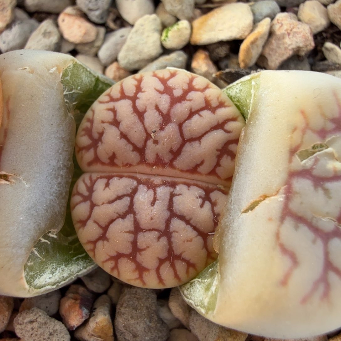 ?****a德系261 12-2-L31。     