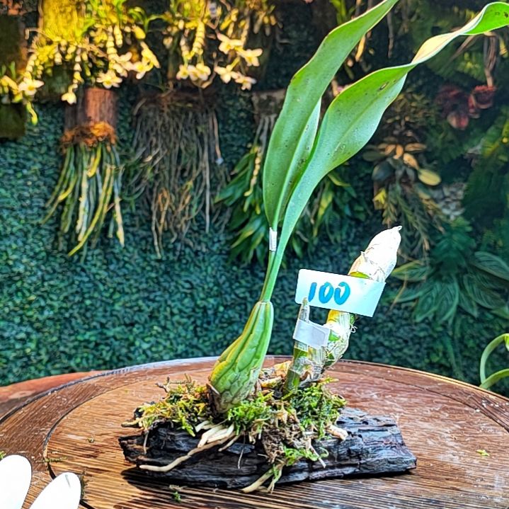 100麝香，栗鳞贝母兰花卉