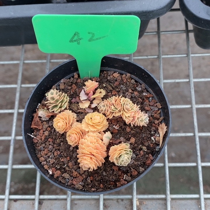 伯克利和格蕾纳等著名音乐