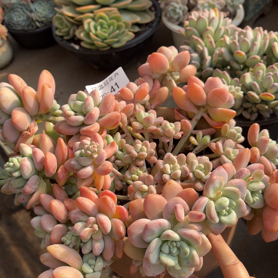 同温层多肉红洛神41