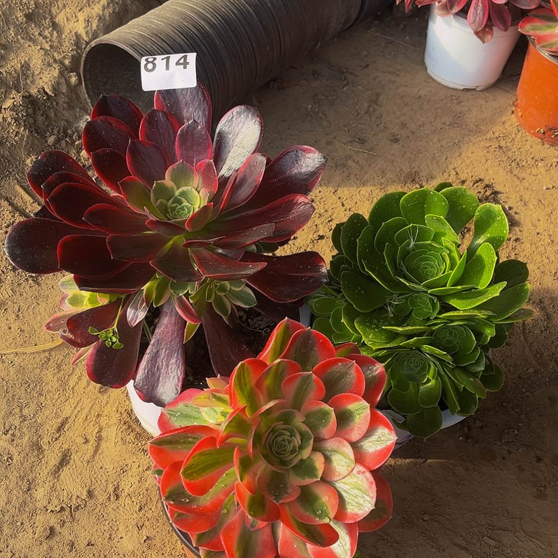 多肉植物一物一拍814