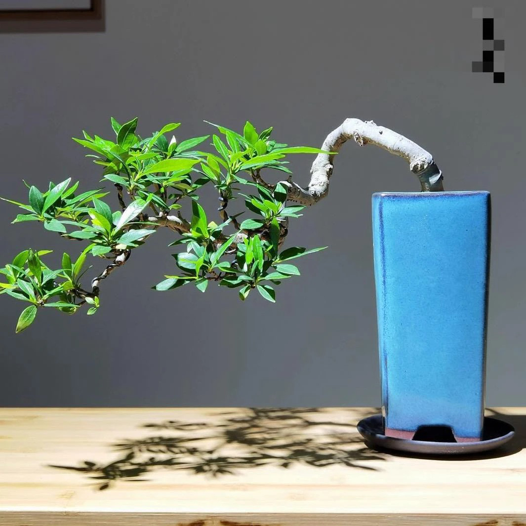 各种盆景一物一拍，偏远地区不包邮，新疆西藏内蒙古不发货