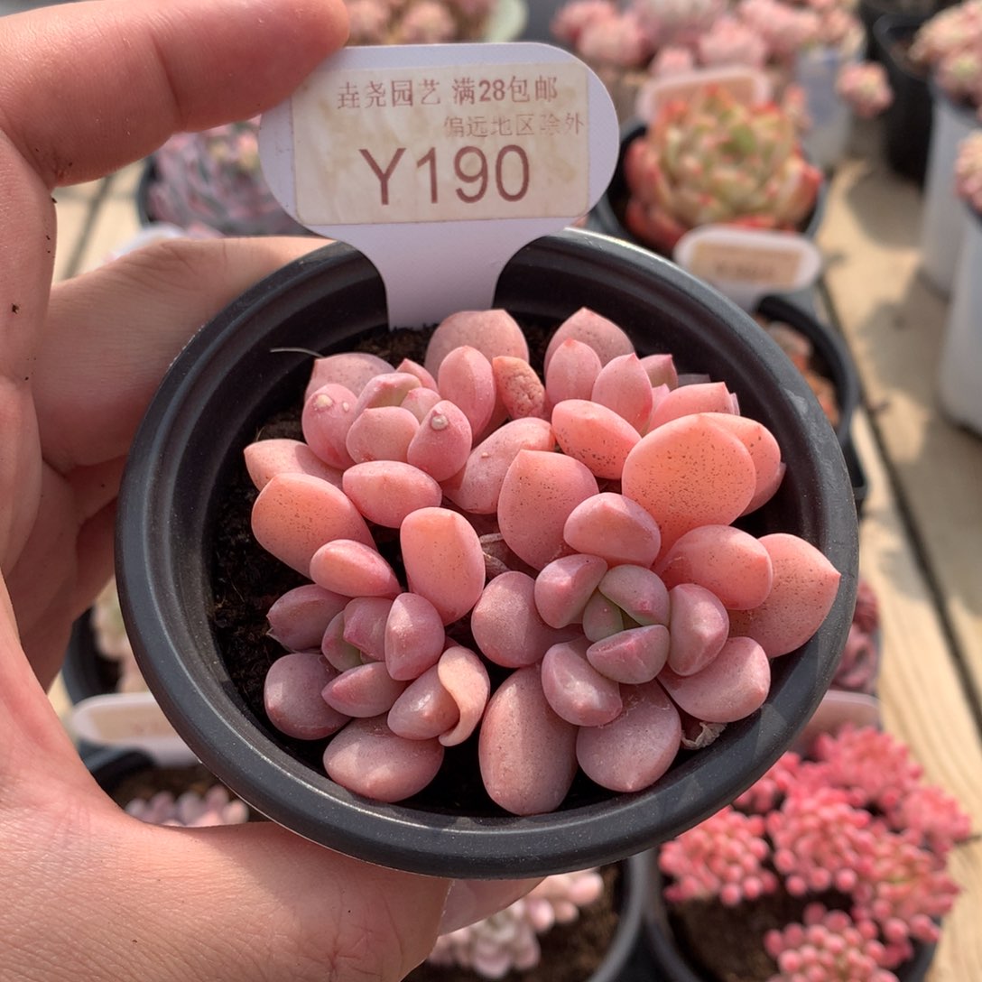 一物一拍0190花班鹿