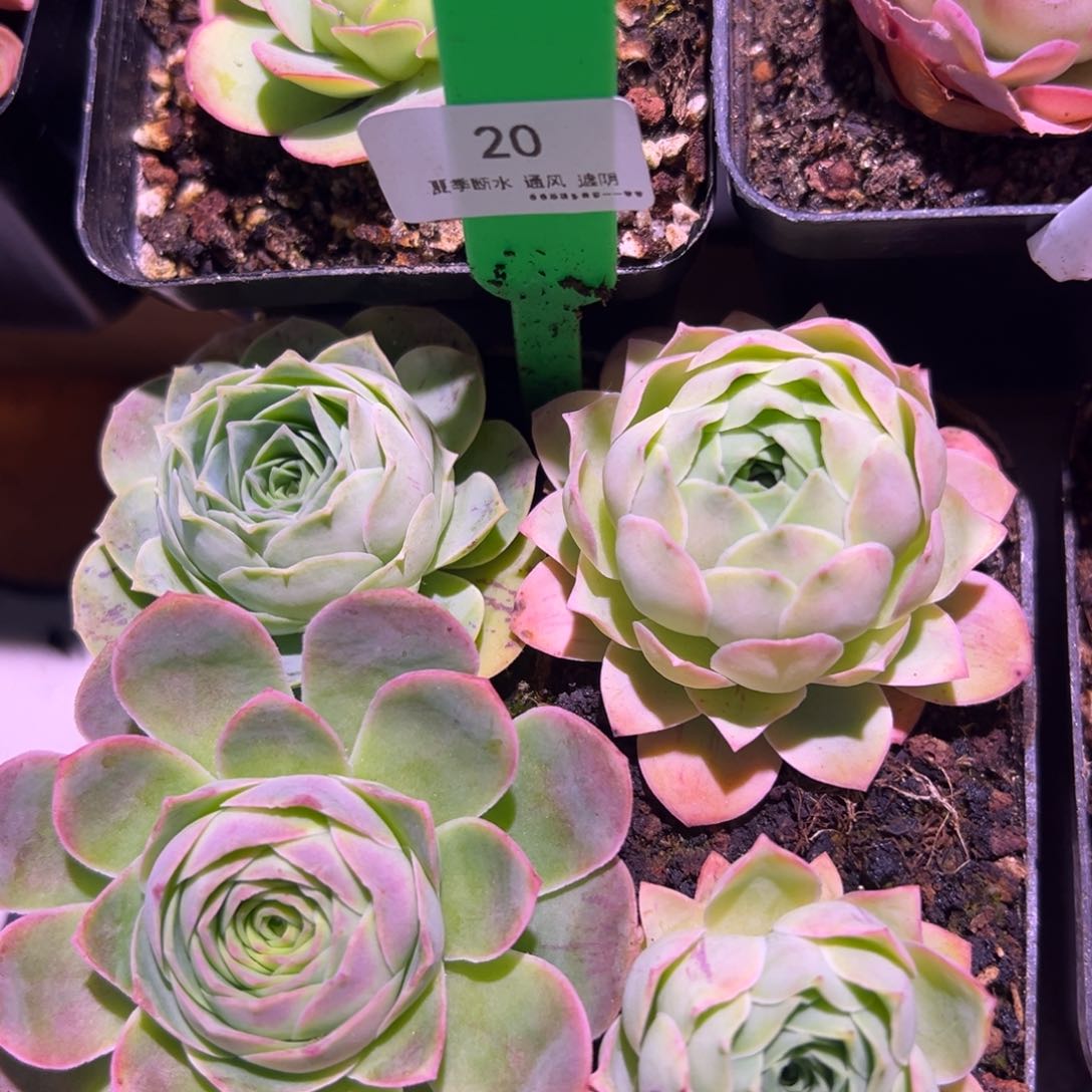 20号帕杂—山地玫瑰