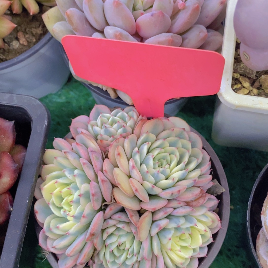 多肉植物，一物一拍，专场5