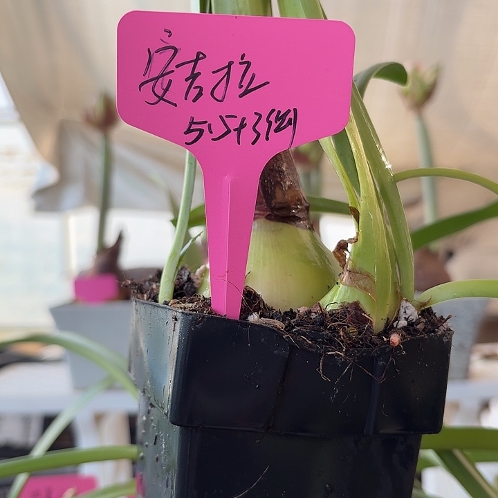 无花朵安吉拉朱顶红直径5.5加3侧