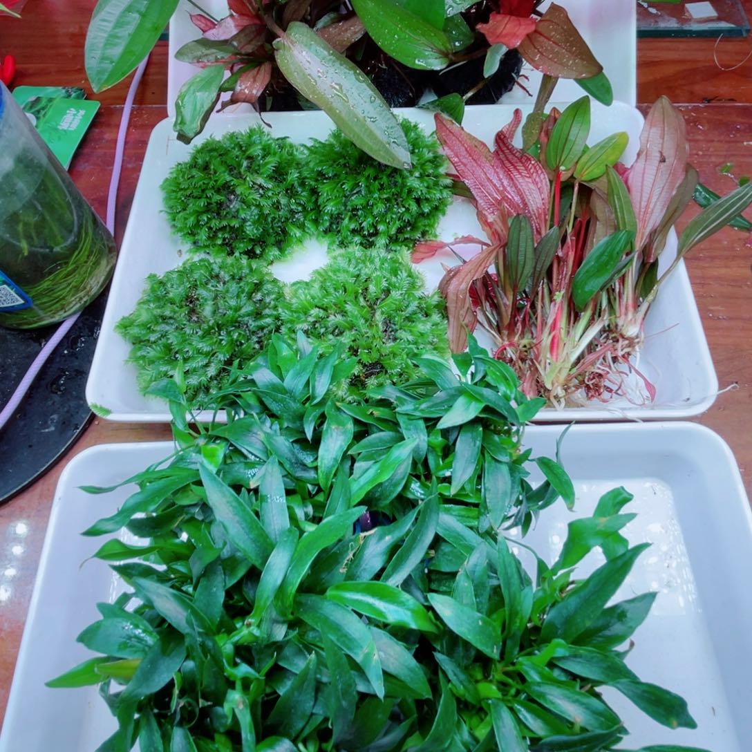 美小呆哇塞套餐一份