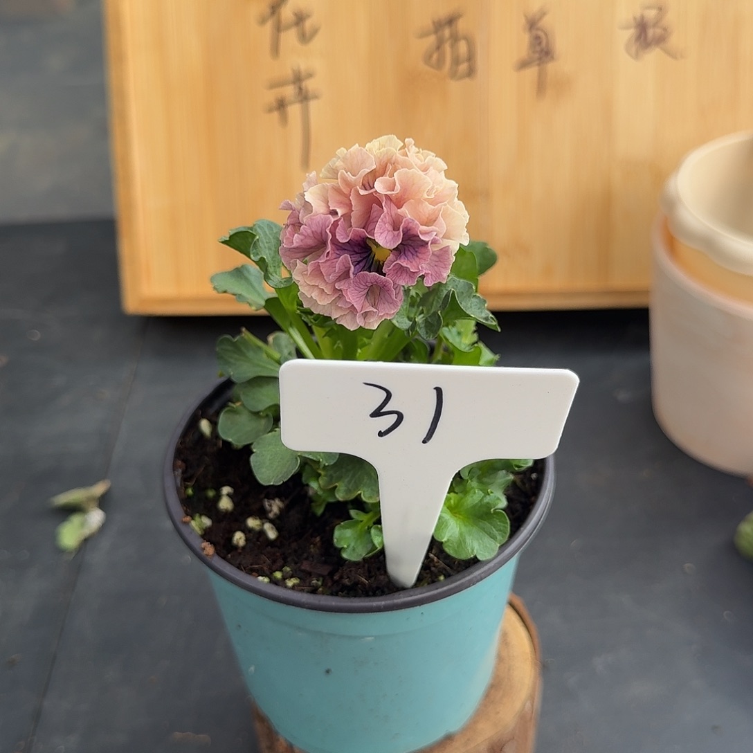 完全开放31洛可可礼服31